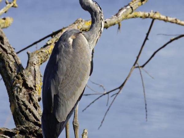 Reiger