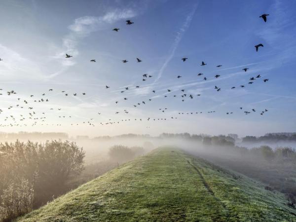 Vogels kijken in het Schulensbroek © Koen De Langhe