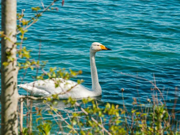 Wilde zwanenwandeling in het Schulensbroek © Jack Plant_Unsplash