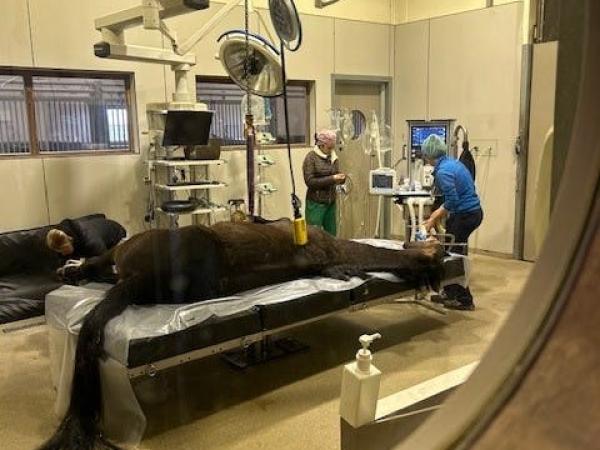 Bezoek paardenkliniek Equitom © Gezinsbond VZW