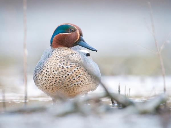 Thuisblijvers en wintergasten in het Schulensbroek © Natuurpunt