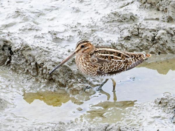 Vogelwandeling aan het Schulensmeer © Gilbert Bijloos