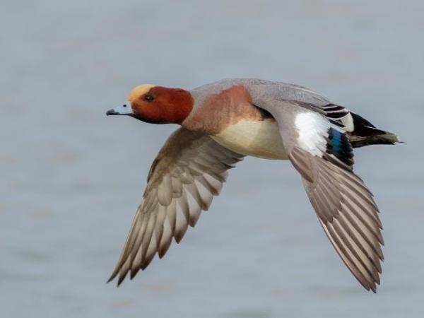 Wintergasten in het Schulensbroek © waarnemingen.be - Marc Tielemans