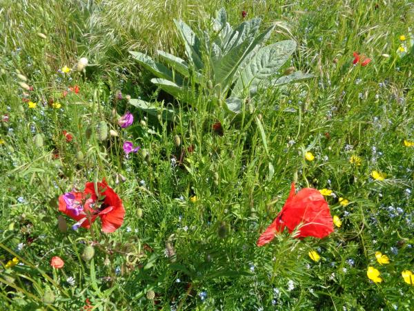 Verstandig watergebruik