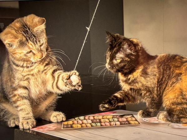 Creatief Lummen - Prijs Beeldende Kunsten 