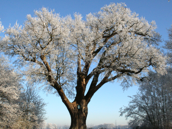Domein Duizendjarige Eik