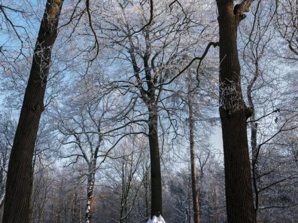 Onze-Lieve-Vrouwebeuk - Boom van het Jaar 2018