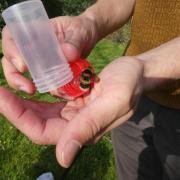 De Insectenzomer | Op zoek naar wilde bijen in het Schulensbroek (Lummen) © Natuurpunt