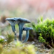 Blauwgroen trechtertje © jan nys Blauwgroen trechtertje © jan nys