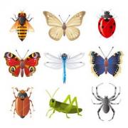 Basiscursus: Insecten (Lummen) © Natuurpunt