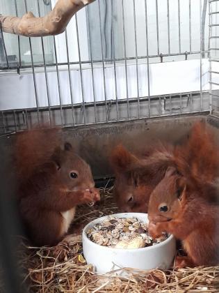 Jonge dieren in de natuur