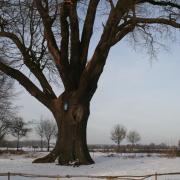 Dikke Eik in winter