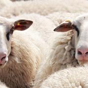 Schapen Sint-Annahof